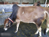 Deshi Bull Cow 185Kg