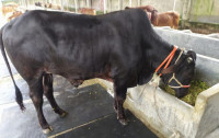 Shahiwal Breed Cow 530Kg