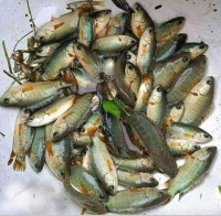 Biler Deshi Koi Fish