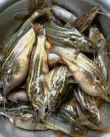 Tengra Fish from Beel