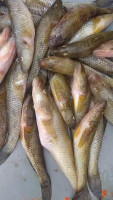 Bele Fish from River
