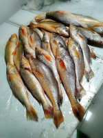 Poya Sea Fish