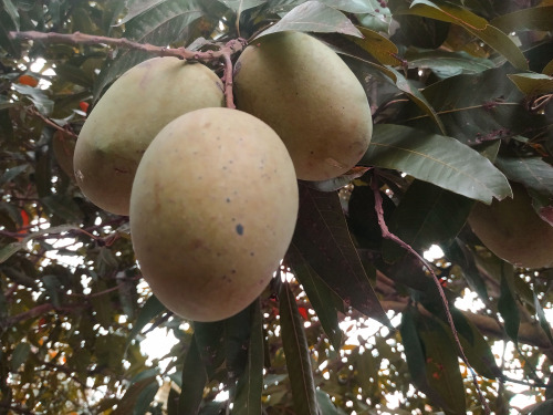 Lengra Mango from Sapahar Naogaon