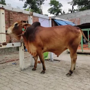 Bangladeshi Breed Red Sahiwal Cow