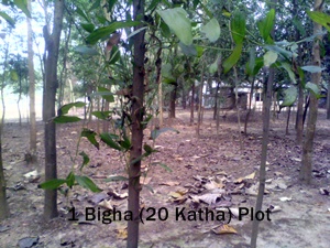 1 Bigha Land Available at Mirzapur Gazipur