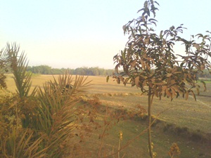 1.5 bigha land available at Nuhash Polli Gazipur